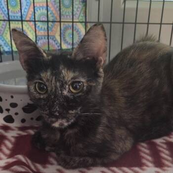 Domestic Short Hair Cats Available for Adoption in Camden, Delaware - Sophia | PetCurious