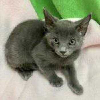Pine--Adoptable with Bonded Companion, Teak -  Domestic Short Hair Cat for Adoption in Green Valley, Arizona - Pine--Adoptable With Bonded Companion, Teak | PetCurious