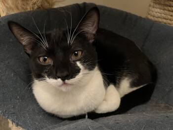 Rescue Tuxedo Cats for Adoption in Prescott, Arizona - Jinxie | PetCurious