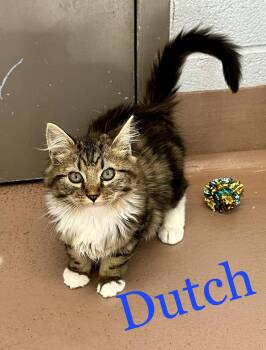 Dutch -  Domestic Long Hair Cat for Adoption in Prince Frederick, Maryland - Dutch | PetCurious