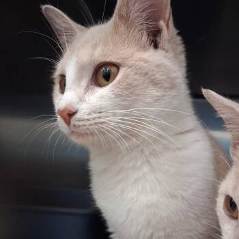 Penelope -  Domestic Short Hair Cat for Adoption in Auburn, Alabama - Penelope | PetCurious
