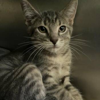 Wilma -  Domestic Short Hair Cat for Adoption in Dayton, Ohio - Wilma | PetCurious