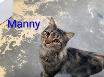 Rescue Domestic Long Hair Cats for Adoption in Saint Marys, Pennsylvania - Manny | PetCurious