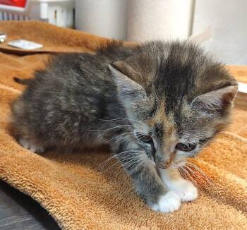 Domestic Short Hair Cats Available for Adoption in Albemarle, North Carolina - Galaxy | PetCurious