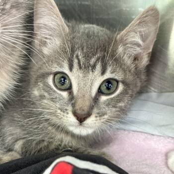 Checkers -  Domestic Short Hair Cat for Adoption in Matteson, Illinois - Checkers | PetCurious