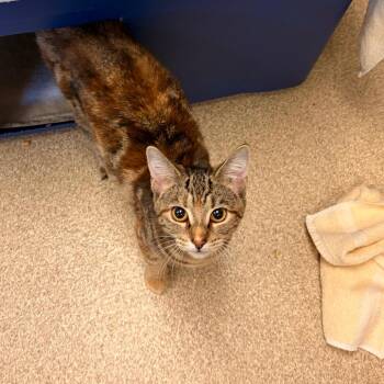 Ella Mae -  Domestic Short Hair Cat for Adoption in Bristol, Indiana - Ella Mae | PetCurious
