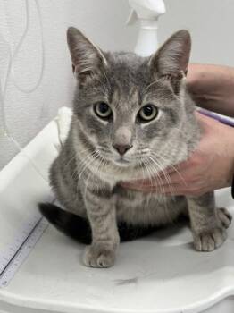 Rescue Domestic Short Hair Cats for Adoption in West Chester, Pennsylvania - Gobbler | PetCurious