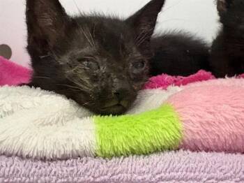 Domestic Medium Hair Cats Available for Adoption in Ontario, California - THELMA | PetCurious