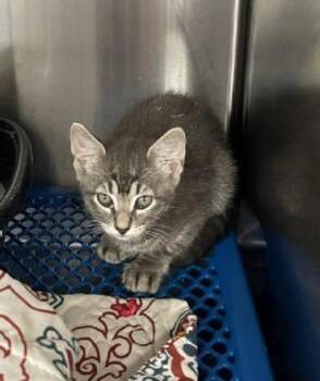 Luxury -  Domestic Short Hair Cat Available for Adoption in Jackson, Louisiana - Luxury | PetCurious