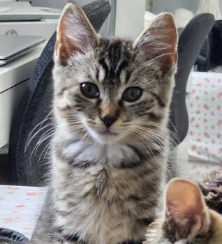 Ava -  Domestic Short Hair Cat for Adoption in Maineville, Ohio - Ava | PetCurious