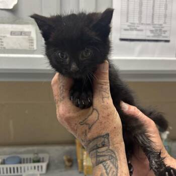 Midnight -  Domestic Medium Hair Cat for Adoption in Lewisburg, West Virginia - Midnight | PetCurious