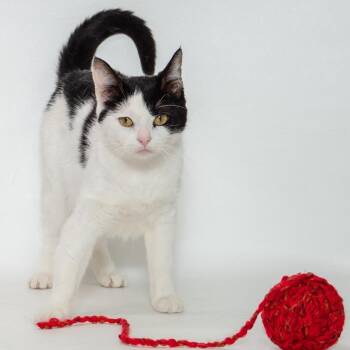 Mother Goose-C -  Domestic Short Hair Cat for Adoption in East St. Louis, Illinois - Mother Goose-C | PetCurious