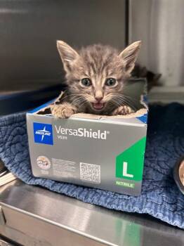 APRIL -  Domestic Short Hair Cat for Adoption in Dallas, Texas - APRIL | PetCurious