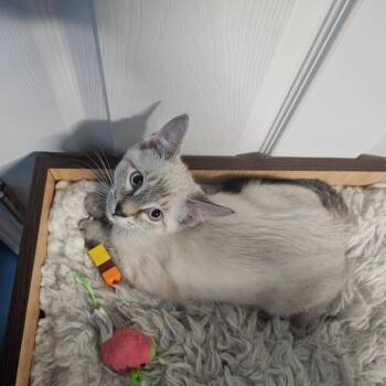 Marshmallow -  Domestic Short Hair Cat for Adoption in Plainfield, Illinois - Marshmallow | PetCurious
