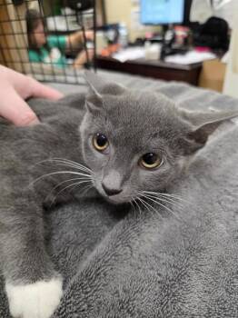 WAYLON -  Domestic Short Hair Cat for Adoption in Aliquippa, Pennsylvania - WAYLON | PetCurious