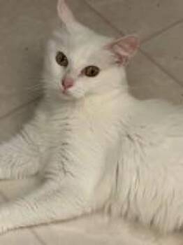 Rescue Domestic Long Hair Cats for Adoption in Baltimore, Maryland - Grace | PetCurious