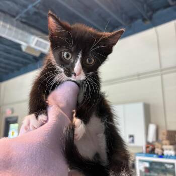 Domestic Short Hair Cats Available for Adoption in Huntington, West Virginia - Madelyn | PetCurious