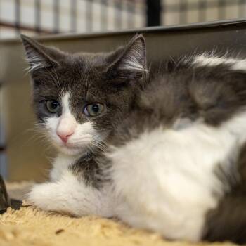 Scotty -  Domestic Short Hair Cat for Adoption in Pawling, New York - Scotty | PetCurious
