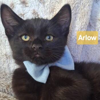 Domestic Short Hair and Bombay Cats Available for Adoption - ARLO | PetCurious