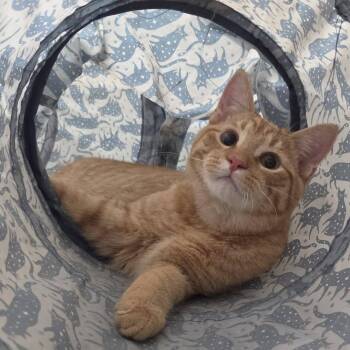 Spatula -  Domestic Short Hair Cat for Adoption in Chilton, Wisconsin - Spatula | PetCurious
