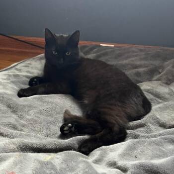 Rescue Domestic Medium Hair Cats for Adoption in Lemont, Illinois - Danny | PetCurious