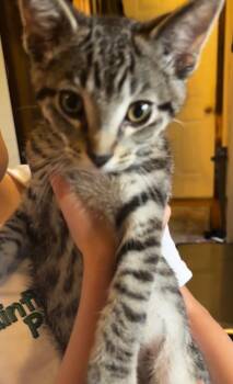 Dublin -  Domestic Short Hair Cat for Adoption in Mokena, Illinois - Dublin | PetCurious