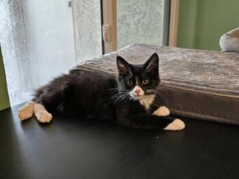 Arthur -  Domestic Medium Hair and Tuxedo Cat for Adoption in Glendale, Arizona - Arthur | PetCurious