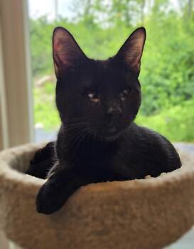 Rescue Domestic Short Hair Cats for Adoption in Warwick, New York - Blind Keesha | PetCurious