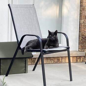 Domestic Short Hair Cats Available for Adoption in Plainfield, Illinois - Grumpy | PetCurious