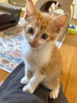 Tabby Cats Available for Adoption in Walnut Creek, California - Archie & Butternut | PetCurious