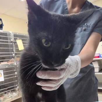 Jessicat -  Domestic Short Hair Cat for Adoption in Newark, New Jersey - Jessicat | PetCurious
