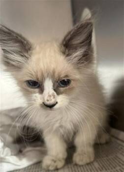 LUN -  Domestic Short Hair Cat for Adoption in Riverside, California - LUN | PetCurious