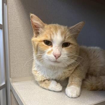 Thomas -  Domestic Short Hair Cat for Adoption in Cedar Rapids, Iowa - Thomas | PetCurious