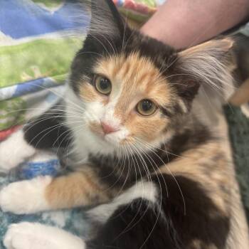 Tangarine - Blueberry Blk Calico Fe -  Domestic Medium Hair Cat for Adoption in Greenfield, Indiana - Tangarine - Blueberry Blk Calico Fe | PetCurious