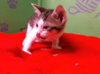 Rescue Domestic Short Hair Cats for Adoption in Houston, Texas - KAI | PetCurious