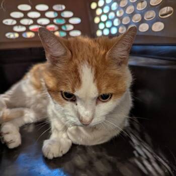 Eric -  Domestic Short Hair Cat for Adoption in Lynchburg, Virginia - Eric | PetCurious