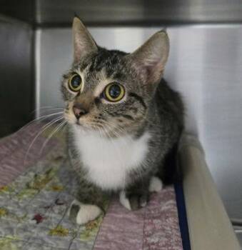 Domestic Short Hair Cats Available for Adoption - Smidge | PetCurious