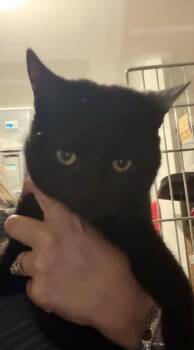 Domestic Short Hair Cats Available for Adoption in Charleston, South Carolina - Bruno (Red Collar) | PetCurious