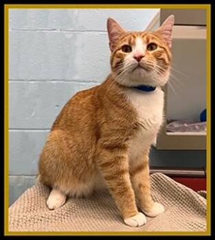 Domestic Short Hair Cats Available for Adoption in Peoria, Illinois - ROBBIE | PetCurious