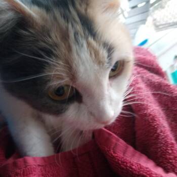 DAFFODIL -  Dilute Calico Cat for Adoption in Owatonna, Minnesota - DAFFODIL | PetCurious