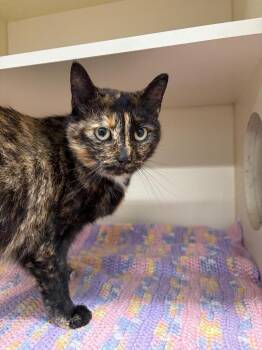 Loonie -  Domestic Short Hair Cat for Adoption in Bloomington, Indiana - Loonie | PetCurious