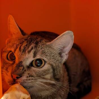 Domestic Short Hair Cats Available for Adoption in Salt Lake City, Utah - Skar | PetCurious
