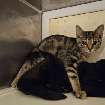 Sage -  Domestic Short Hair Cat for Adoption in Port Townsend, Washington - Sage | PetCurious