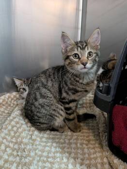 Popcorn -  Domestic Short Hair Cat for Adoption in Wakefield, Quebec - Popcorn | PetCurious