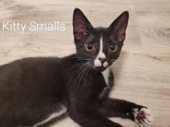 Kitty Smalls Stec. (sweet brother to Fatboy Slim and Hissy Ellio -  Domestic Short Hair Cat for Adoption in Stowe, Pennsylvania - Kitty Smalls Stec. (sweet Brother To Fatboy Slim And Hissy Ellio | PetCurious