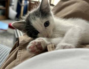 Pip -  Domestic Short Hair Cat for Adoption in St. Augustine, Florida - Pip | PetCurious