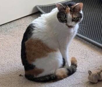 Domestic Short Hair Cats Available for Adoption - Cookie JR | PetCurious
