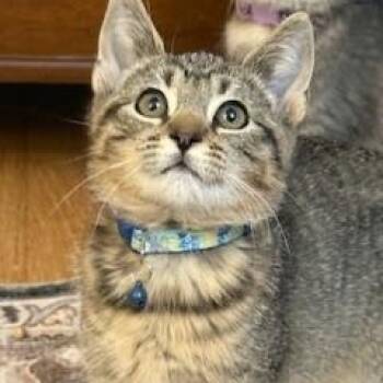 Rescue Domestic Short Hair Cats for Adoption in Lemoyne, Pennsylvania - Sagar (Happy Little Man) | PetCurious
