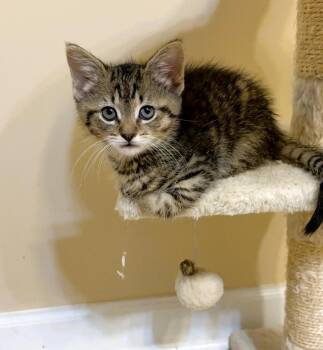 Finn -  Domestic Short Hair Cat for Adoption in Mooresville, North Carolina - Finn | PetCurious
