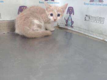 Rescue Domestic Short Hair Cats for Adoption in Orlando, Florida - DAISY | PetCurious